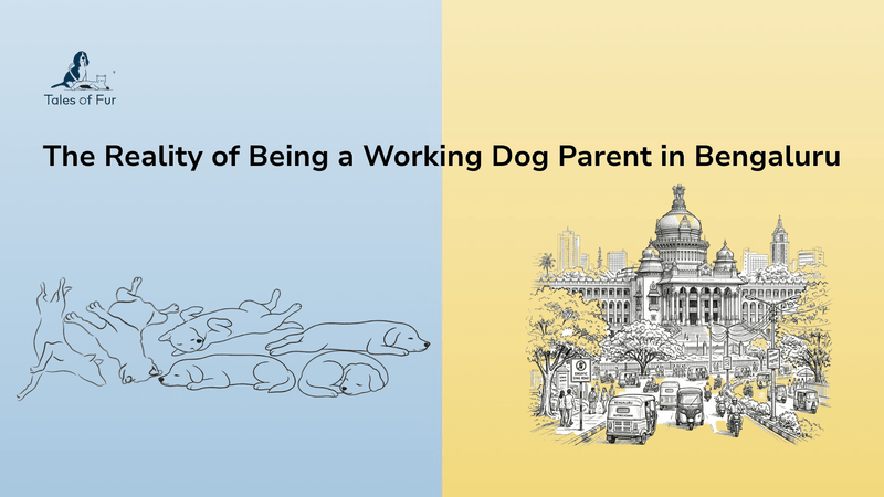The Reality of Being a Working Dog Parent in Bengaluru - Tales Of Fur