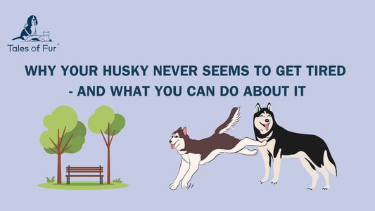 Why Your Husky Never Seems to Get Tired (And What You Can Do About It) - Tales Of Fur