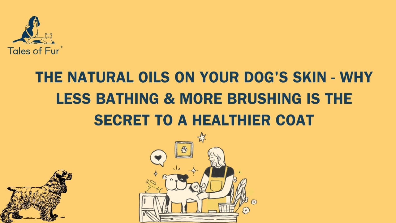The Natural Oils on Your Dog’s Skin — Why Less Bathing & More Brushing Is the Secret to a Healthier Coat