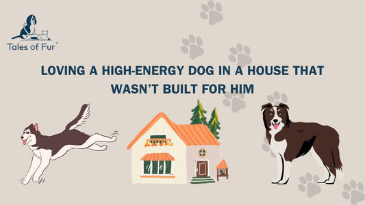 Loving a High-Energy Dog in a House That Wasn’t Built for Him - Tales Of Fur