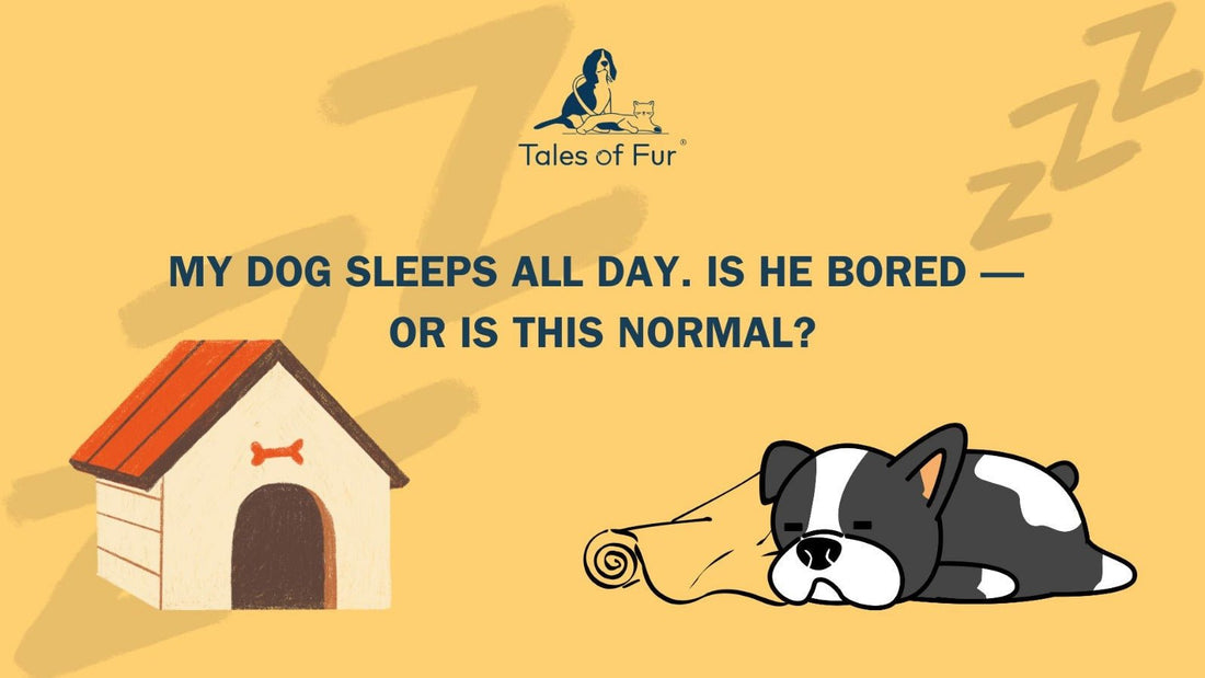 My Dog Sleeps All Day. Is He Bored — Or Is This Normal? - Tales Of Fur
