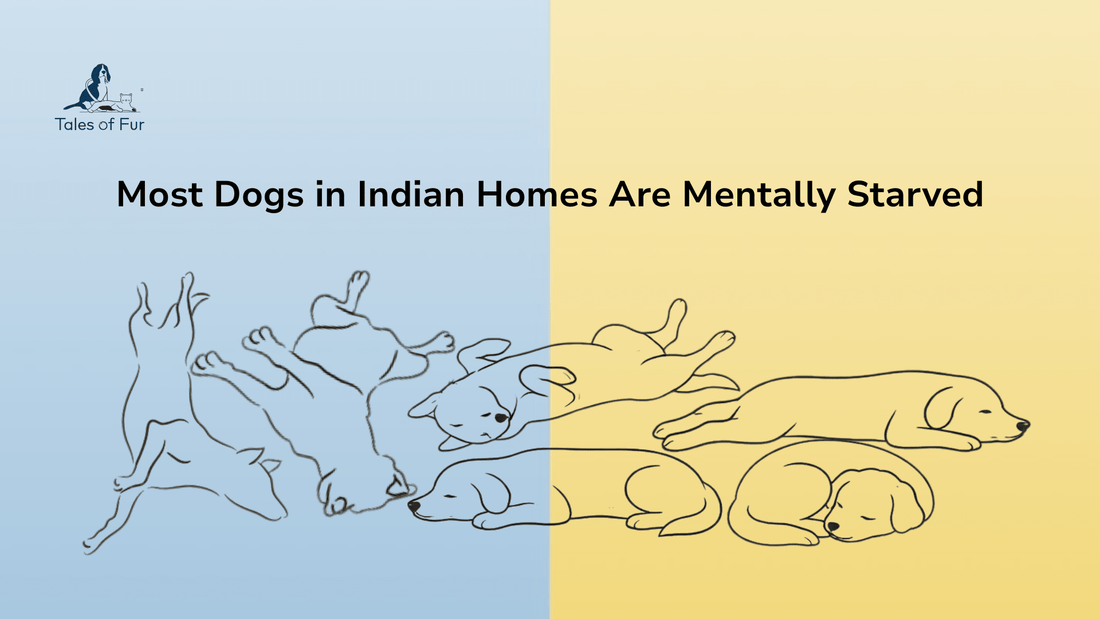 Most Dogs in Indian Homes Are Mentally Starved - Tales Of Fur
