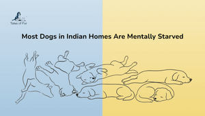 Most Dogs in Indian Homes Are Mentally Starved - Tales Of Fur
