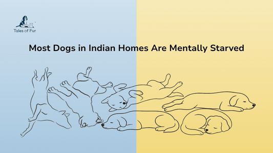 Most Dogs in Indian Homes Are Mentally Starved - Tales Of Fur