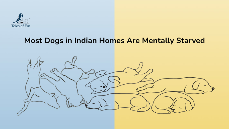 Most Dogs in Indian Homes Are Mentally Starved