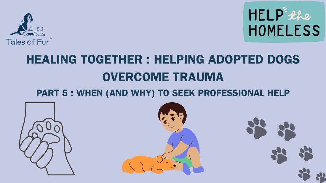 Healing Together: Helping Adopted Dogs Overcome Trauma - Tales Of Fur