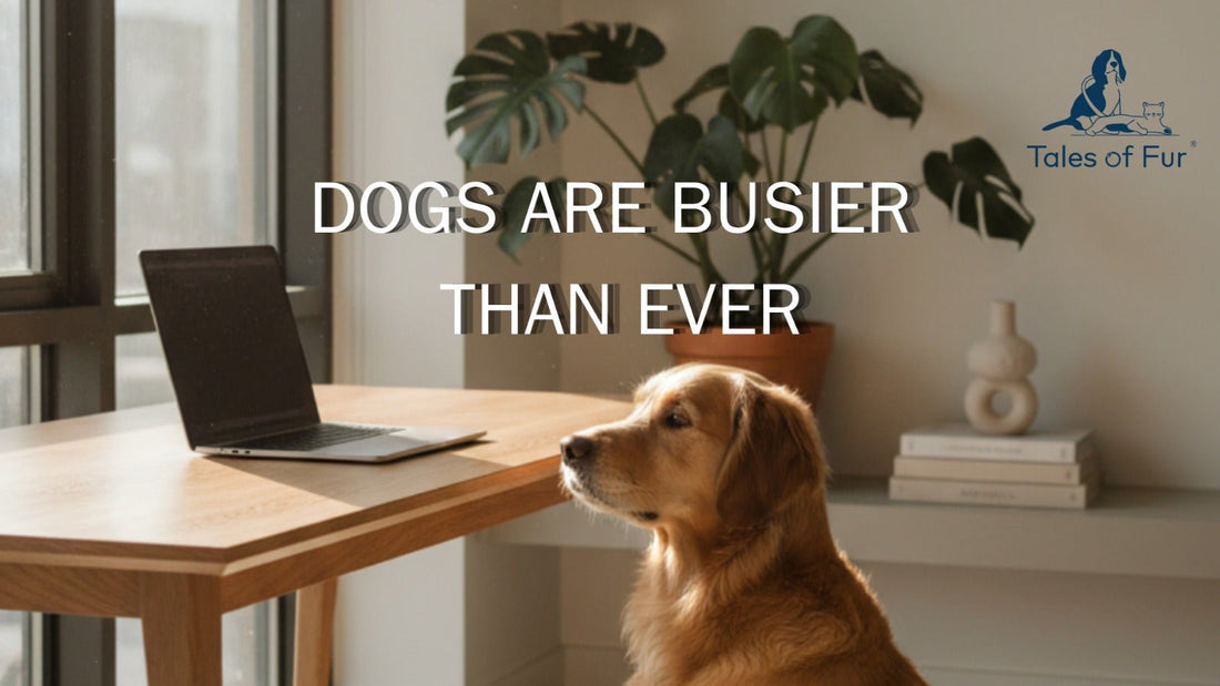 Dogs Are Busier Than They’ve Ever Been - Tales Of Fur