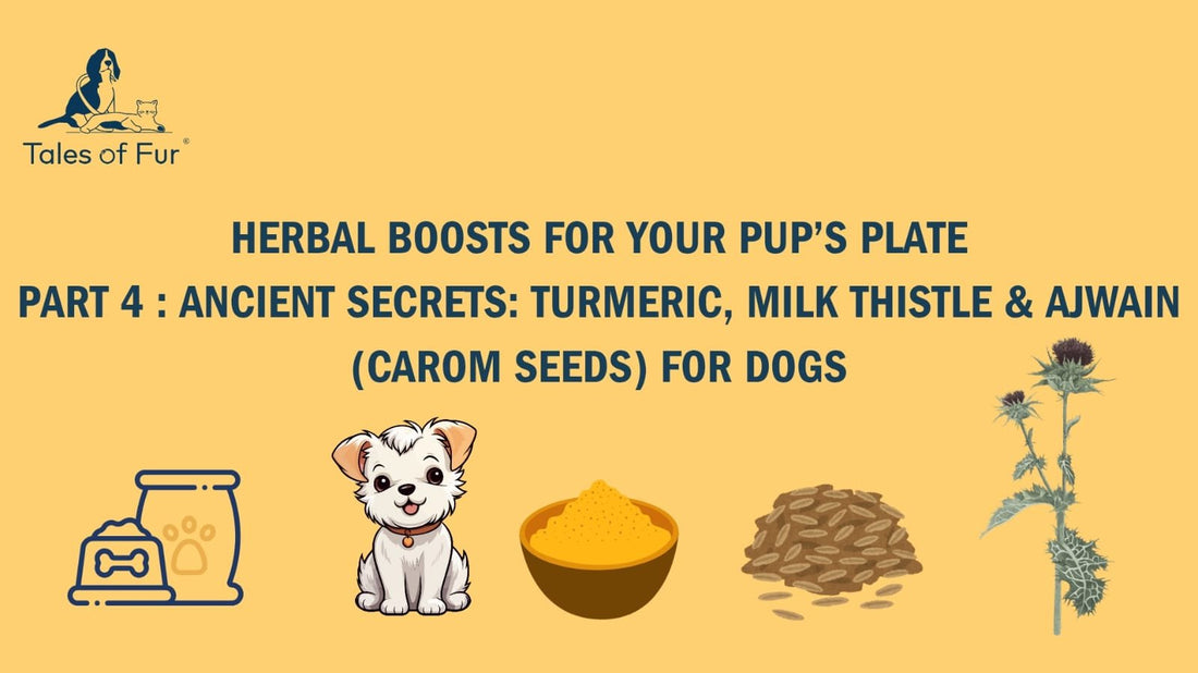 Herbal Boost Series – Part 4 Ancient Secrets: Turmeric, Milk Thistle & Ajwain (Carom Seeds) for Dogs - Tales Of Fur