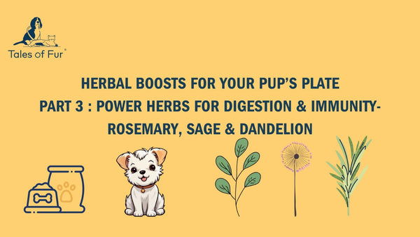 Herbal Boosts for your pup’s plate– Part 3  Power Herbs for Digestion & Immunity: Rosemary, Sage & Dandelion