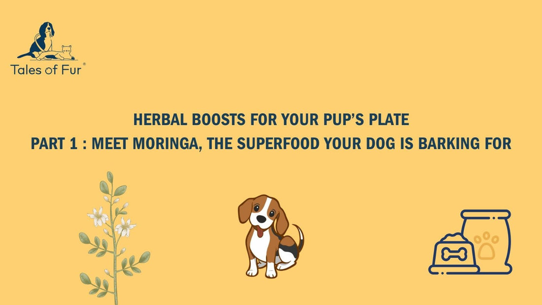 Herbal Boosts for Your Pup’s Plate – Part 1: Meet Moringa, The Superfood Your Dog Is Barking For - Tales Of Fur
