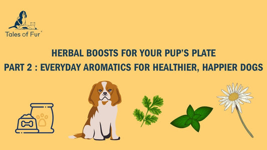 Herbal Boosts for Your Pup’s Plate – Part 2: Everyday Aromatics for Healthier, Happier Dogs - Tales Of Fur
