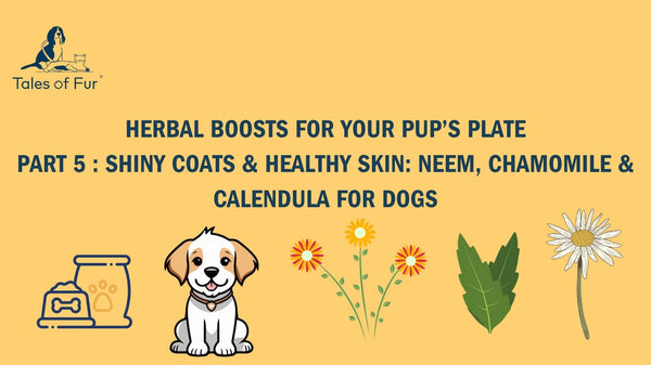 Herbal Boost Series – Part 5  Shiny Coats & Healthy Skin: Neem, Chamomile & Calendula for Dogs