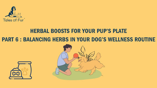 Herbal Boost Series –Part 6 Balancing Herbs in Your Dog’s Wellness Routine - Tales Of Fur