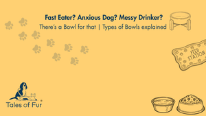 Fast Eater? Anxious Dog? Messy Drinker? There’s a Bowl for That | Types of Dog Bowls Explained