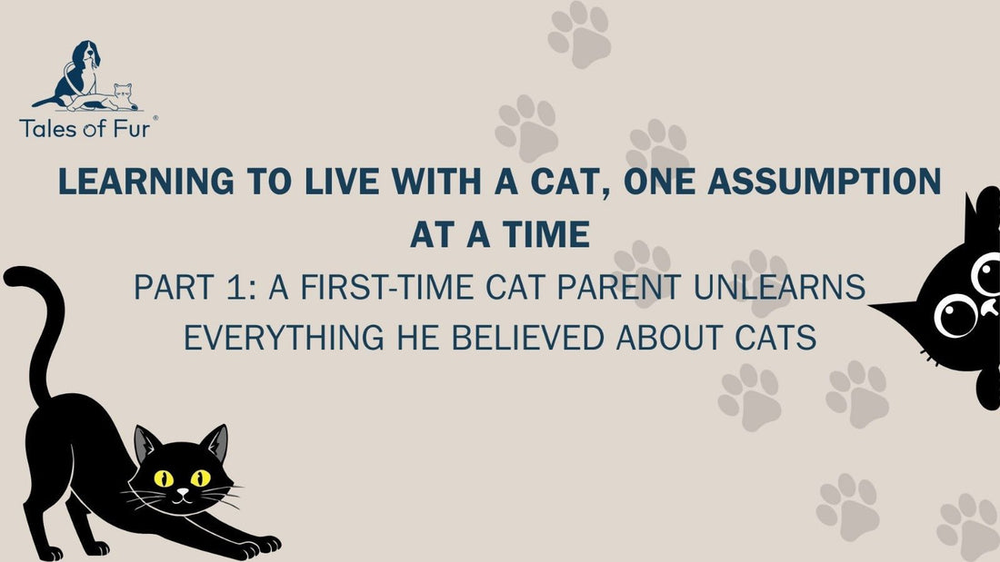 Learning to Live With a Cat, One Assumption at a Time - Tales Of Fur