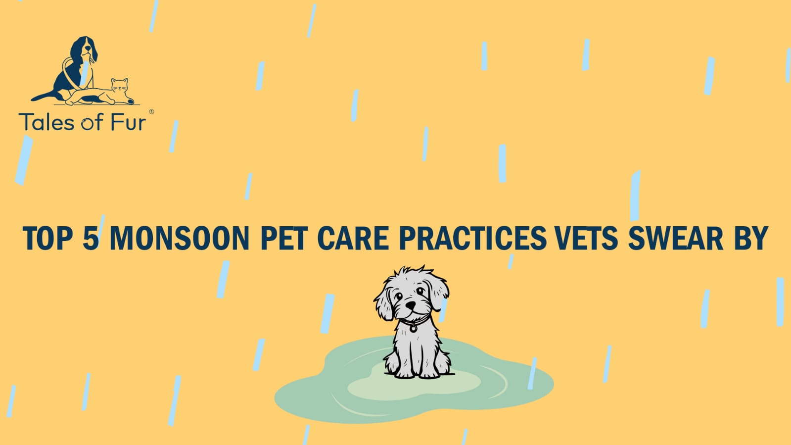 ☔ Top 5 Essential Pet Care Rituals for Monsoon Season