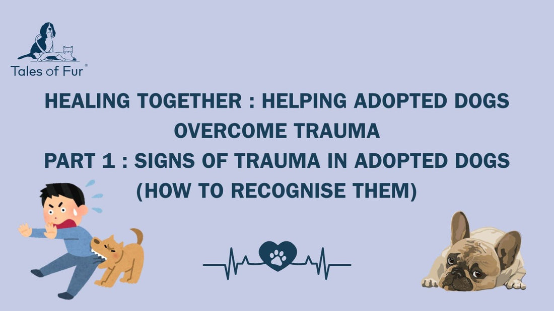 Healing Together: Helping Adopted Dogs Overcome Trauma Part 1: Signs of Trauma in Adopted Dogs (and How to Recognize Them) - Tales Of Fur