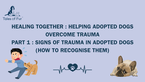 Healing Together: Helping Adopted Dogs Overcome Trauma Part 1: Signs of Trauma in Adopted Dogs (and How to Recognize Them)