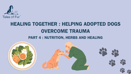 Healing Together: Helping Adopted Dogs Overcome Trauma - Tales Of Fur