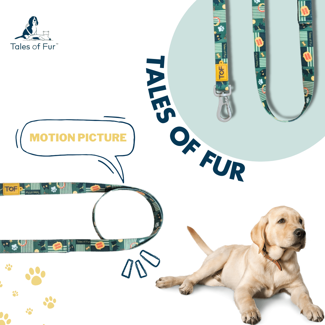 Tales of Fur Motion Picture Premium carabiner leash with padded handle Large - Natural Pet Treats - Tales Of Fur